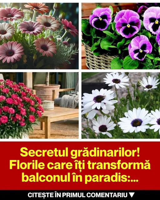 Florile Rezistente la Frig care Îți Transformă Balconul în Paradis