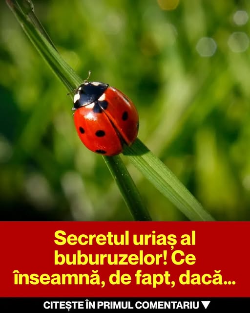 Secretul Buburuzelor: Mesajul Divin al Micilor Vizitatori